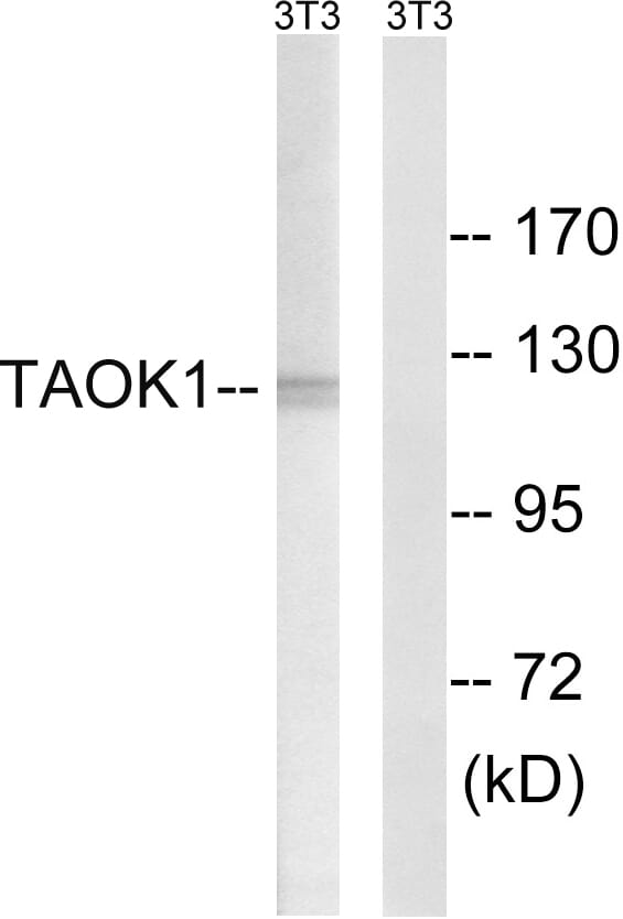 Western blot analysis of lysates from NIH/3T3 cells using Anti-TAOK1 Antibody. The right hand lane represents a negative control, where the antibody is blocked by the immunising peptide.