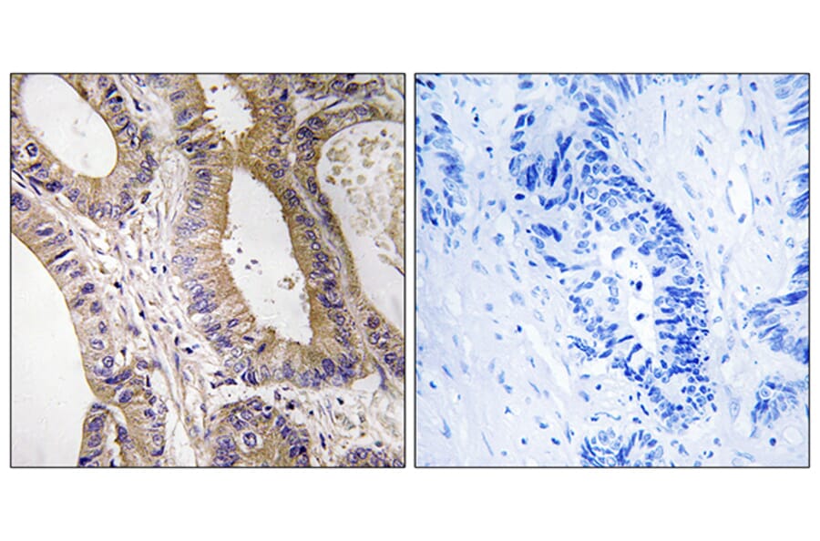 Immunohistochemistry - Anti-STK24 Antibody (C18534) - Antibodies.com