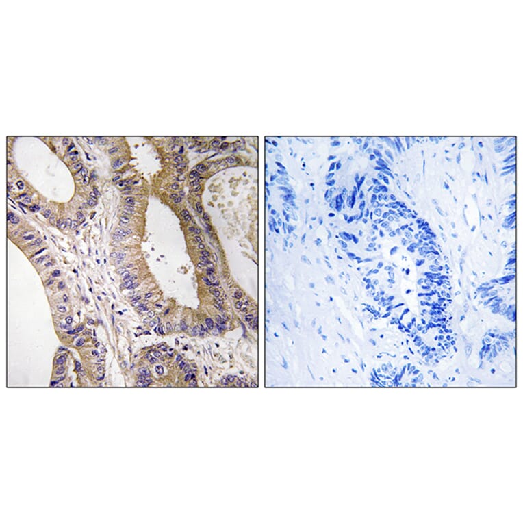 Immunohistochemistry - Anti-STK24 Antibody (C18534) - Antibodies.com