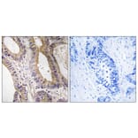 Immunohistochemistry - Anti-STK24 Antibody (C18534) - Antibodies.com