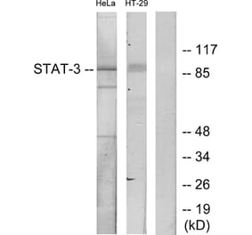 Western Blot - Anti-STAT3 Antibody (B7223) - Antibodies.com