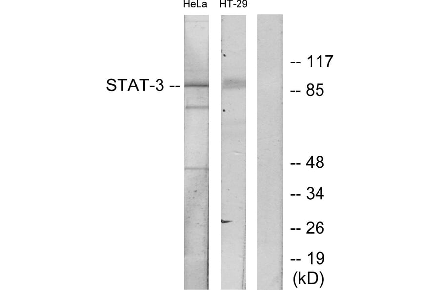Western Blot - Anti-STAT3 Antibody (B7223) - Antibodies.com