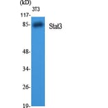 Western Blot - Anti-STAT3 Antibody (B7223) - Antibodies.com