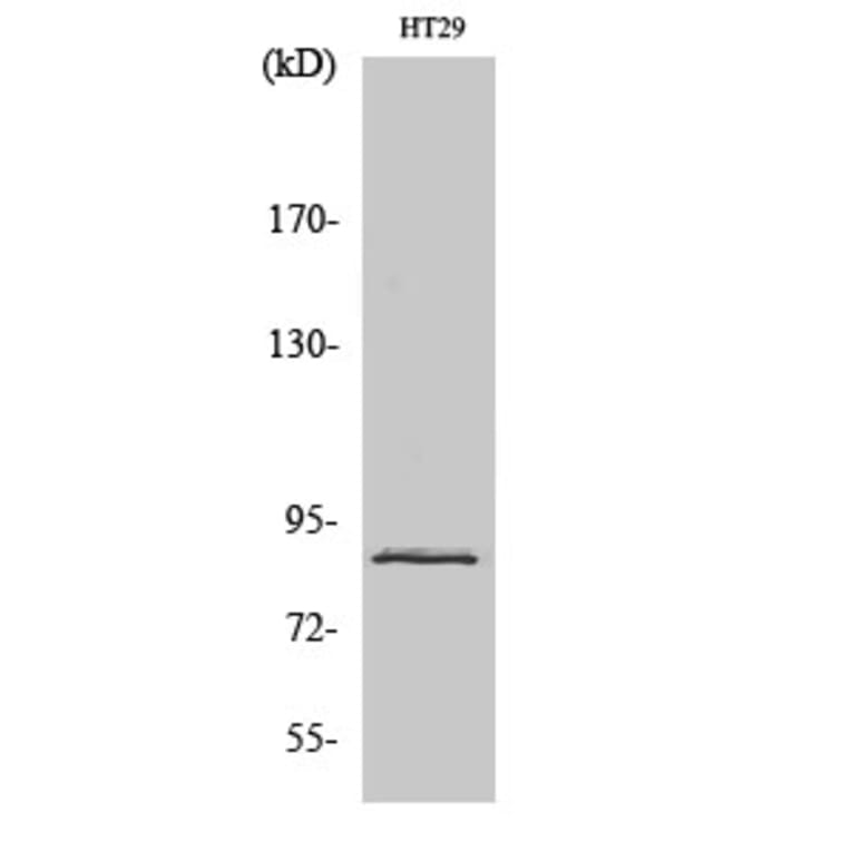 Western Blot - Anti-STAT3 Antibody (B7223) - Antibodies.com