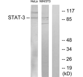 Western Blot - Anti-STAT3 Antibody (B7224) - Antibodies.com