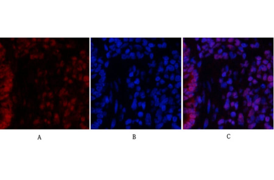 Immunofluorescence - Anti-STAT3 Antibody (B7224) - Antibodies.com