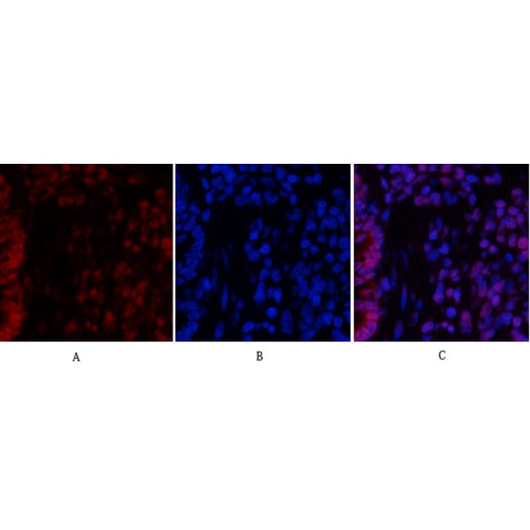 Immunofluorescence - Anti-STAT3 Antibody (B7224) - Antibodies.com