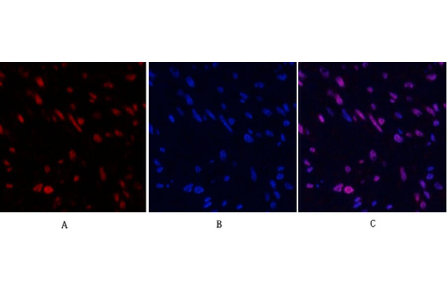 Immunofluorescence - Anti-STAT3 Antibody (B7224) - Antibodies.com