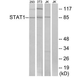 Western Blot - Anti-STAT1 Antibody (B7221) - Antibodies.com