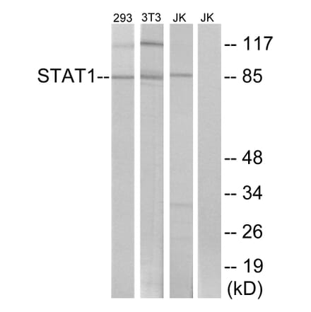 Western Blot - Anti-STAT1 Antibody (B7221) - Antibodies.com