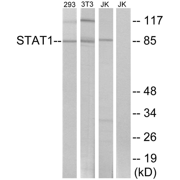 Western Blot - Anti-STAT1 Antibody (B7221) - Antibodies.com