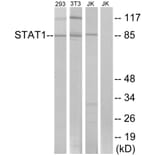 Western Blot - Anti-STAT1 Antibody (B7221) - Antibodies.com