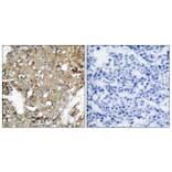 Immunohistochemistry - Anti-STAT1 Antibody (B7221) - Antibodies.com