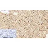 Immunohistochemistry - Anti-STAT1 Antibody (B7221) - Antibodies.com