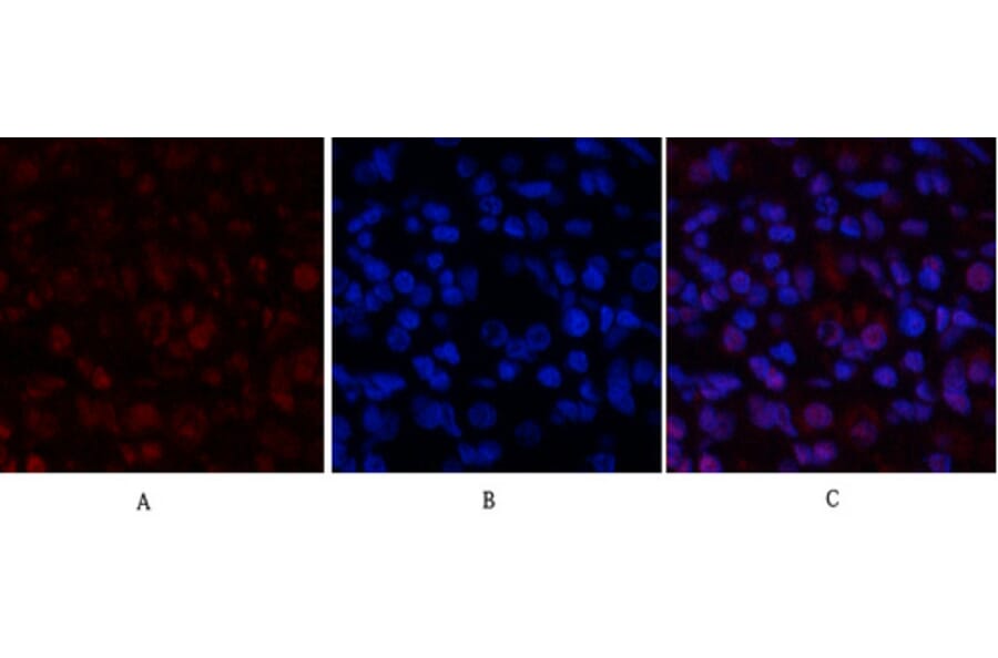Immunofluorescence - Anti-STAT1 Antibody (B7221) - Antibodies.com