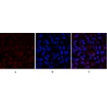 Immunofluorescence - Anti-STAT1 Antibody (B7221) - Antibodies.com