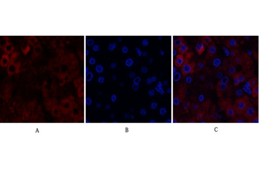 Immunofluorescence - Anti-STAT1 Antibody (B7221) - Antibodies.com
