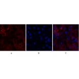 Immunofluorescence - Anti-STAT1 Antibody (B7221) - Antibodies.com