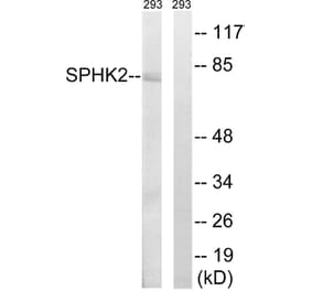 Western Blot - Anti-SPHK2 Antibody (B8423) - Antibodies.com