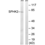 Western Blot - Anti-SPHK2 Antibody (B8423) - Antibodies.com