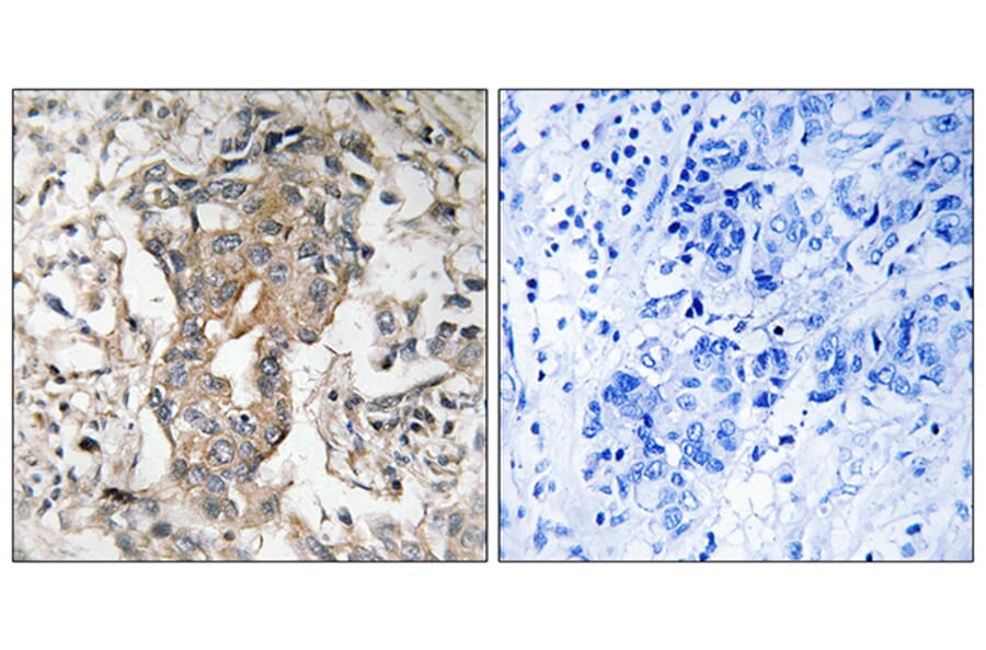 Immunohistochemistry - Anti-SPHK2 Antibody (B8423) - Antibodies.com