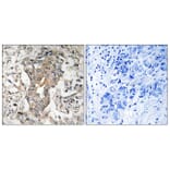Immunohistochemistry - Anti-SPHK2 Antibody (B8423) - Antibodies.com