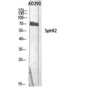 Western Blot - Anti-SPHK2 Antibody (B8423) - Antibodies.com
