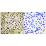 Immunohistochemistry - Anti-Smad3 Antibody (B0031) - Antibodies.com