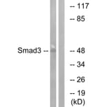 Western Blot - Anti-Smad3 Antibody (B1004) - Antibodies.com