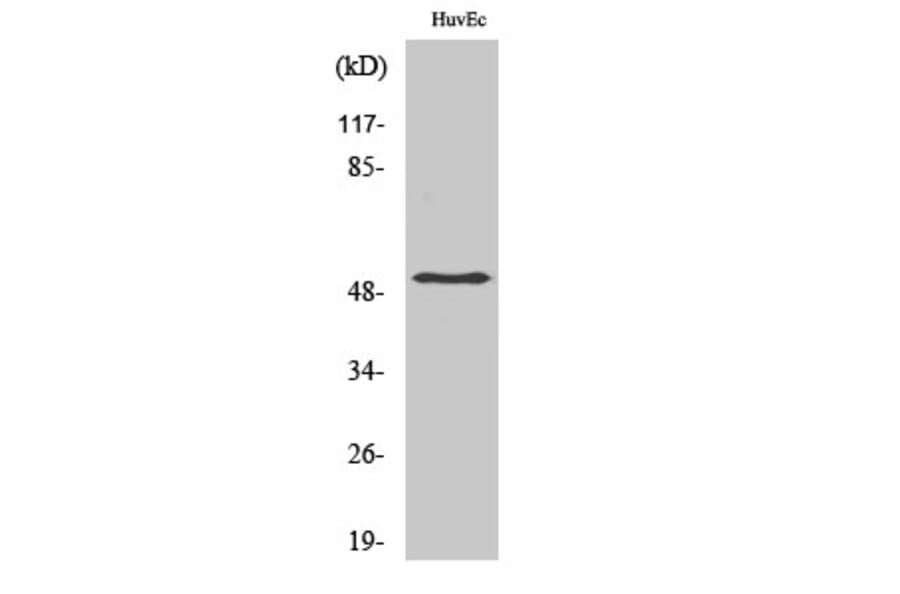 Western Blot - Anti-Smad3 Antibody (B1004) - Antibodies.com