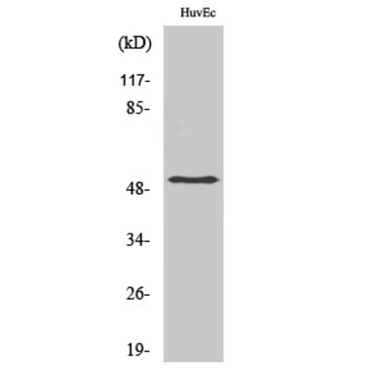 Western Blot - Anti-Smad3 Antibody (B1004) - Antibodies.com