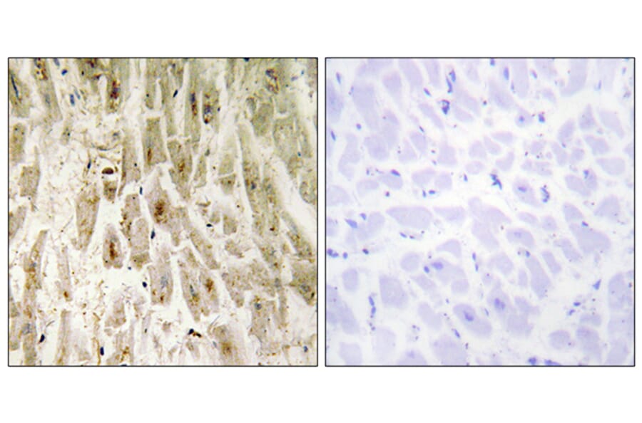Immunohistochemistry - Anti-Smad1 Antibody (B0029) - Antibodies.com