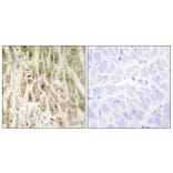 Immunohistochemistry - Anti-Smad1 Antibody (B0029) - Antibodies.com