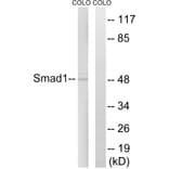 Western Blot - Anti-Smad1 Antibody (B0029) - Antibodies.com