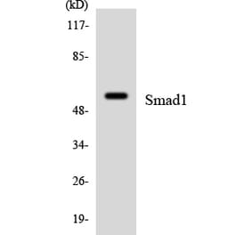 Western Blot - Anti-Smad1 Antibody (R12-3544) - Antibodies.com