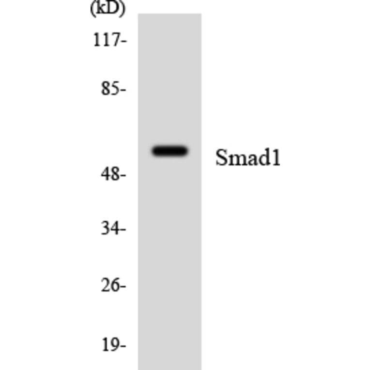 Western Blot - Anti-Smad1 Antibody (R12-3544) - Antibodies.com