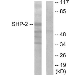 Western Blot - Anti-SHP-2 Antibody (B0027) - Antibodies.com