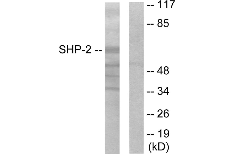 Western Blot - Anti-SHP-2 Antibody (B0027) - Antibodies.com