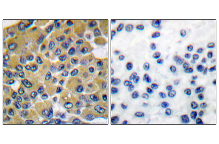 Immunohistochemistry - Anti-SHP-2 Antibody (B0027) - Antibodies.com