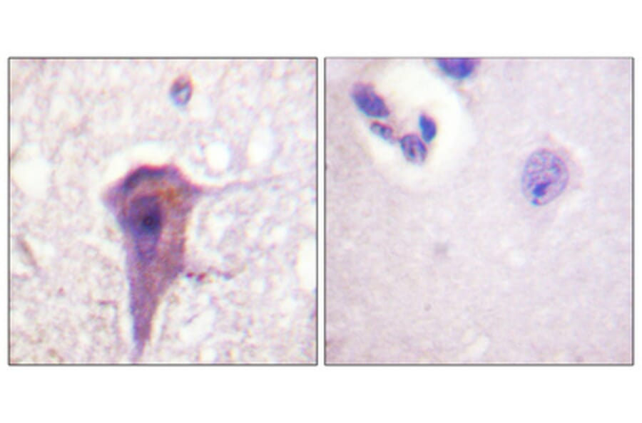 Immunohistochemistry - Anti-SHP-2 Antibody (B0027) - Antibodies.com