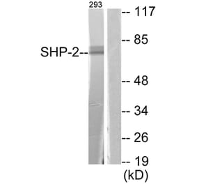 Western Blot - Anti-SHP-2 Antibody (B0028) - Antibodies.com