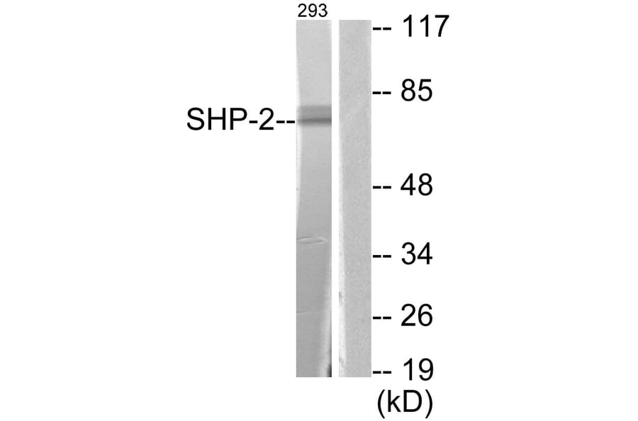 Western Blot - Anti-SHP-2 Antibody (B0028) - Antibodies.com