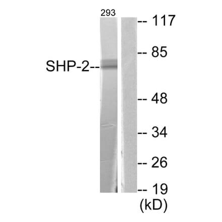 Western Blot - Anti-SHP-2 Antibody (B0028) - Antibodies.com