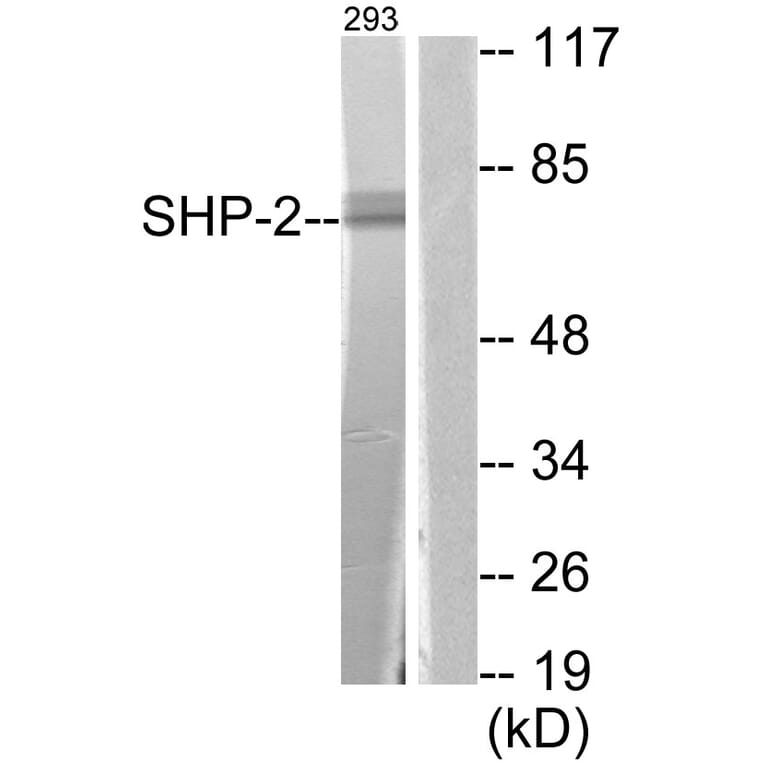Western Blot - Anti-SHP-2 Antibody (B0028) - Antibodies.com