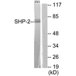 Western Blot - Anti-SHP-2 Antibody (B0028) - Antibodies.com