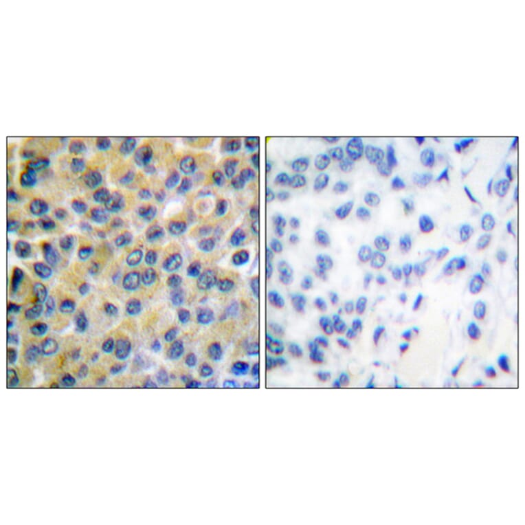 Immunohistochemistry - Anti-SHP-2 Antibody (B0028) - Antibodies.com
