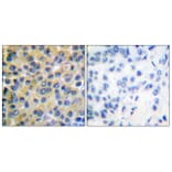 Immunohistochemistry - Anti-SHP-2 Antibody (B0028) - Antibodies.com