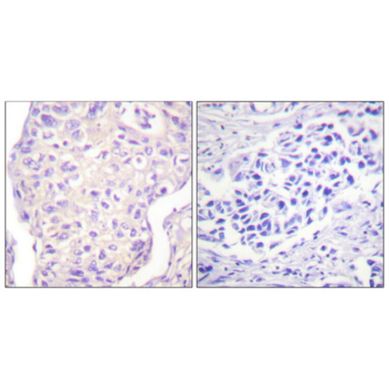 Immunohistochemistry - Anti-SHP-2 Antibody (B0028) - Antibodies.com
