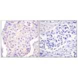 Immunohistochemistry - Anti-SHP-2 Antibody (B0028) - Antibodies.com
