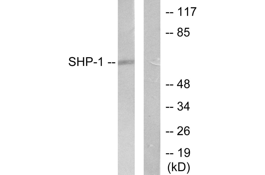 Western Blot - Anti-SHP-1 Antibody (B0026) - Antibodies.com